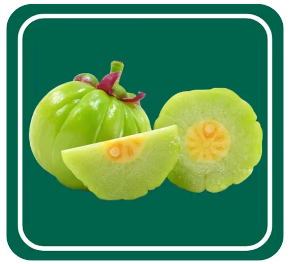 Gummi Gutta