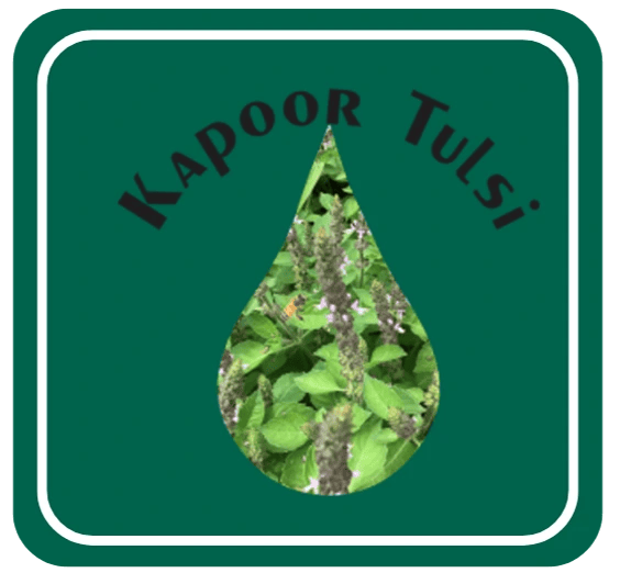 Kapoor Tulsi