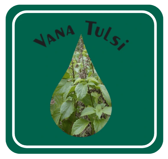 Van Tulsi (Wild Tulsi)