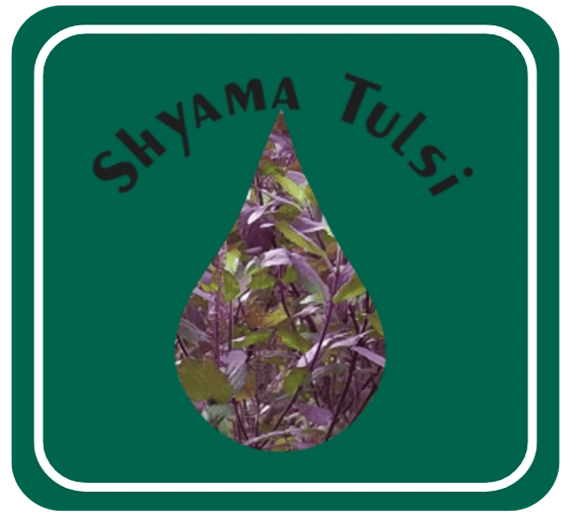 Shyama Tulsi