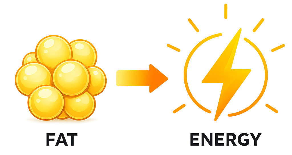 Fat Convert to Energy
