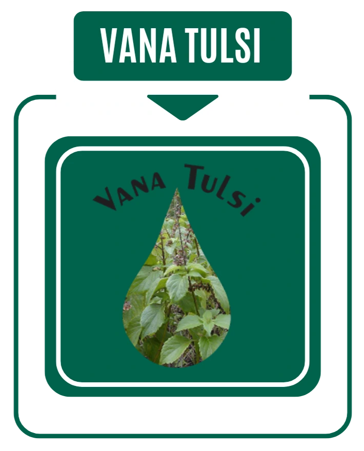 Van Tulsi (Wild Tulsi)