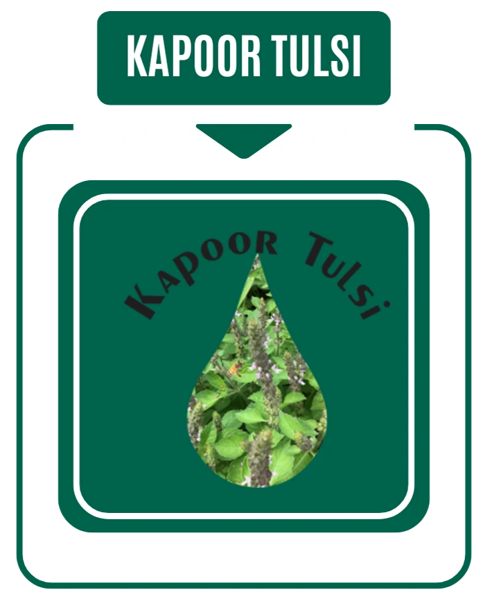 Kapoor Tulsi