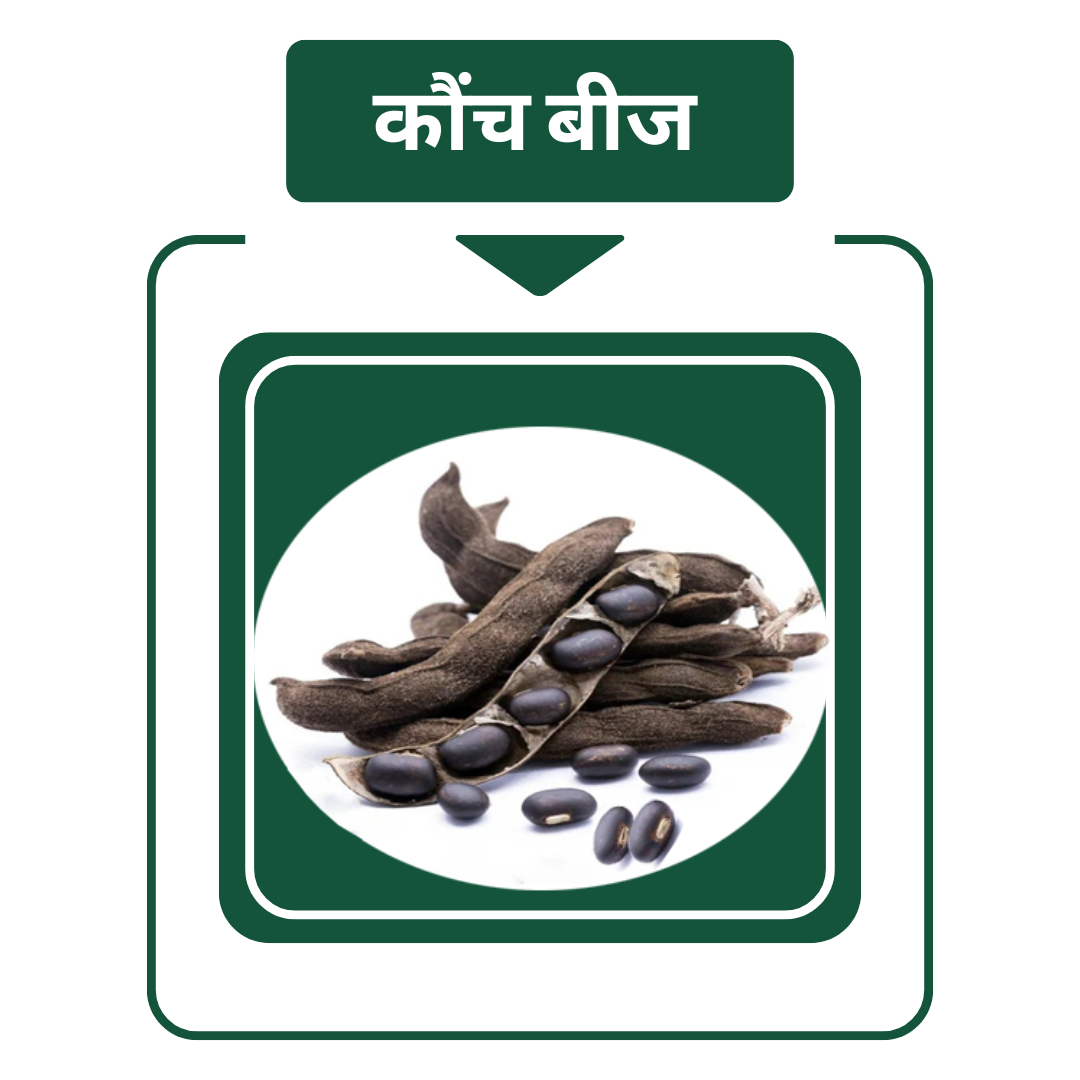 कौंच बीज