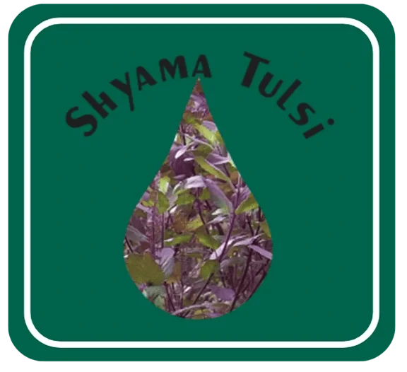 Shyama Tulsi