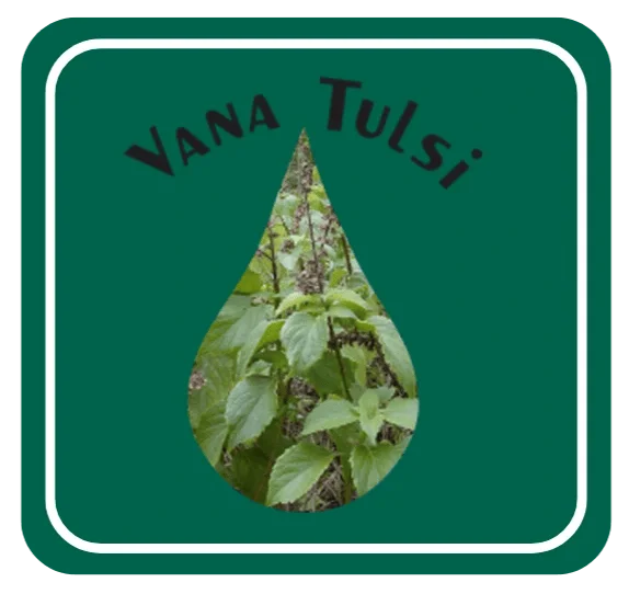 Van Tulsi (Wild Tulsi)