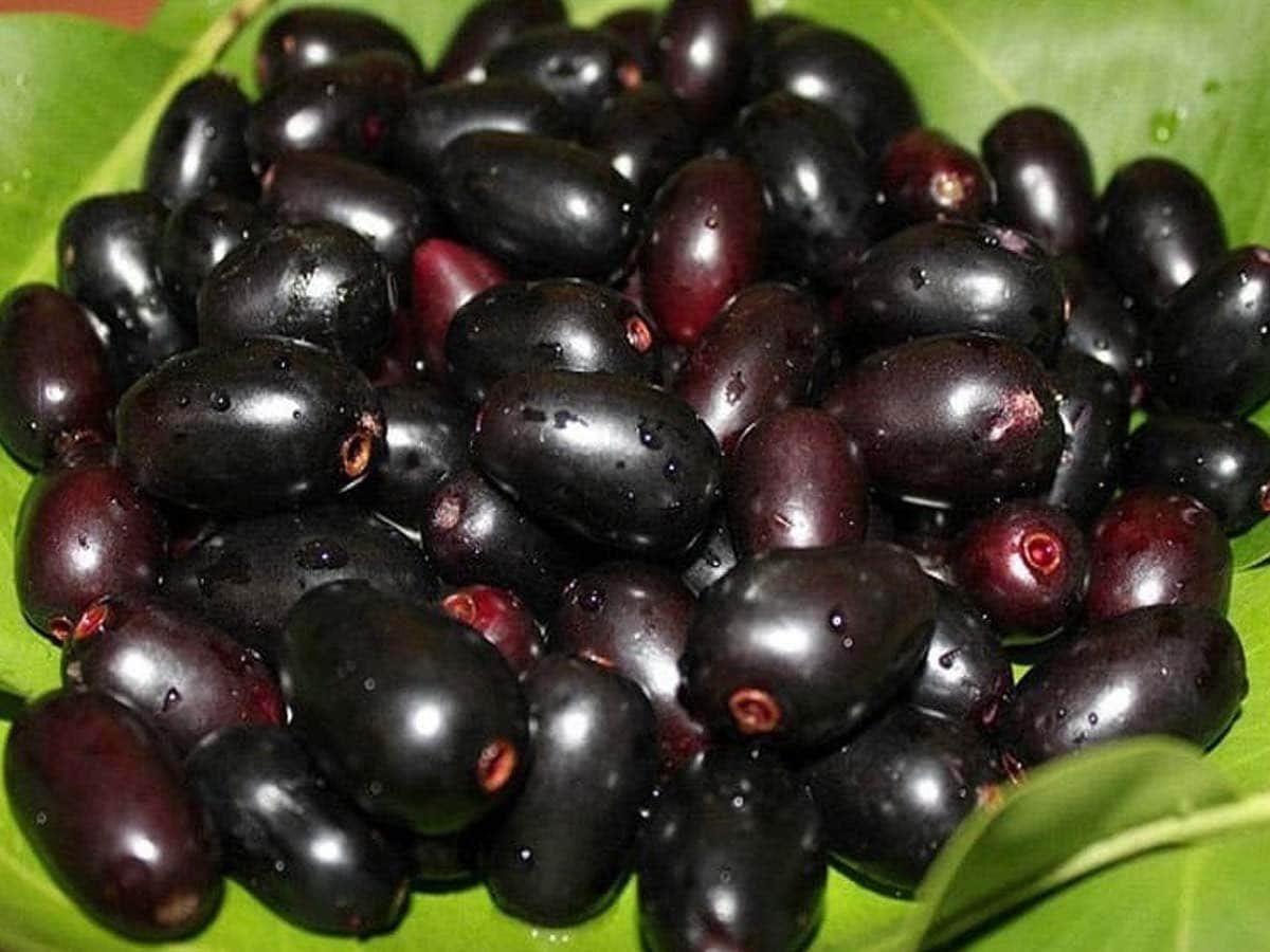 Jamun
