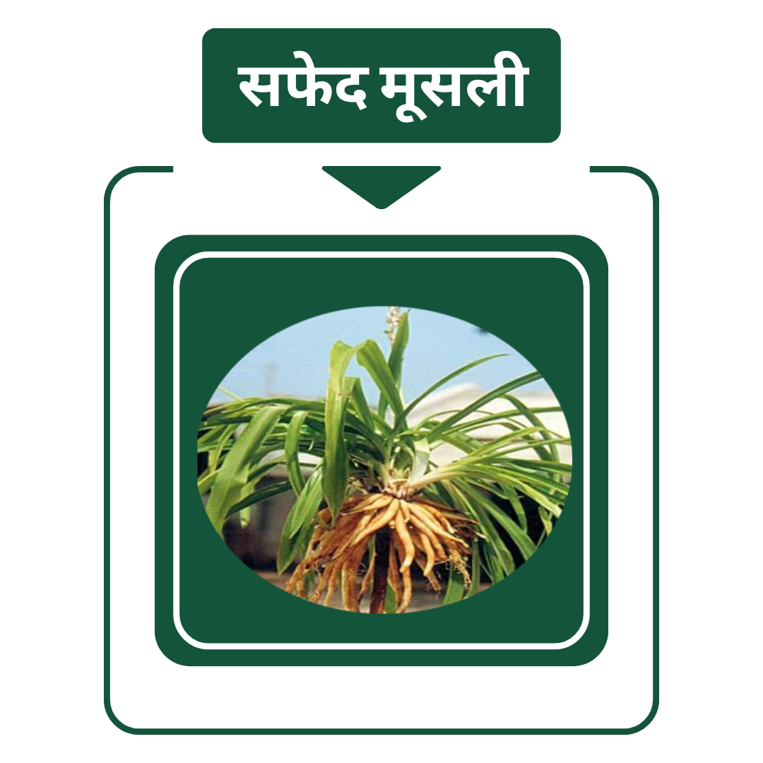 सफेद मूसली