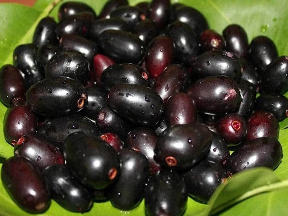 Jamun
