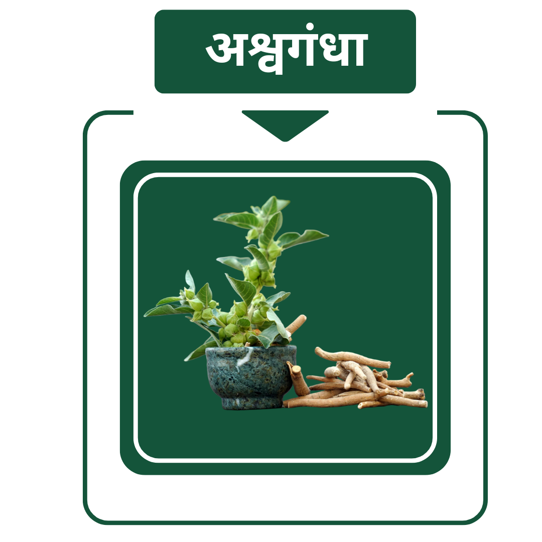 अश्वगंधा