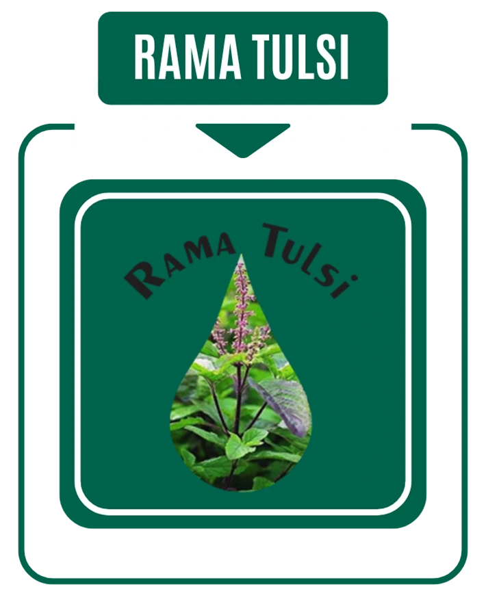 Rama Tulsi (Green Leaf Tulsi)