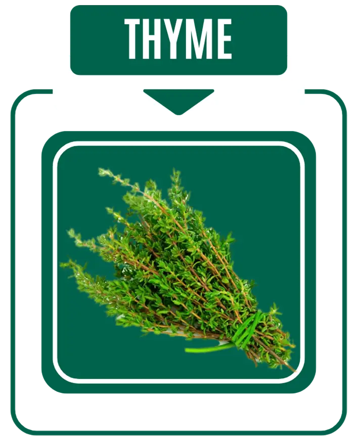 Thyme