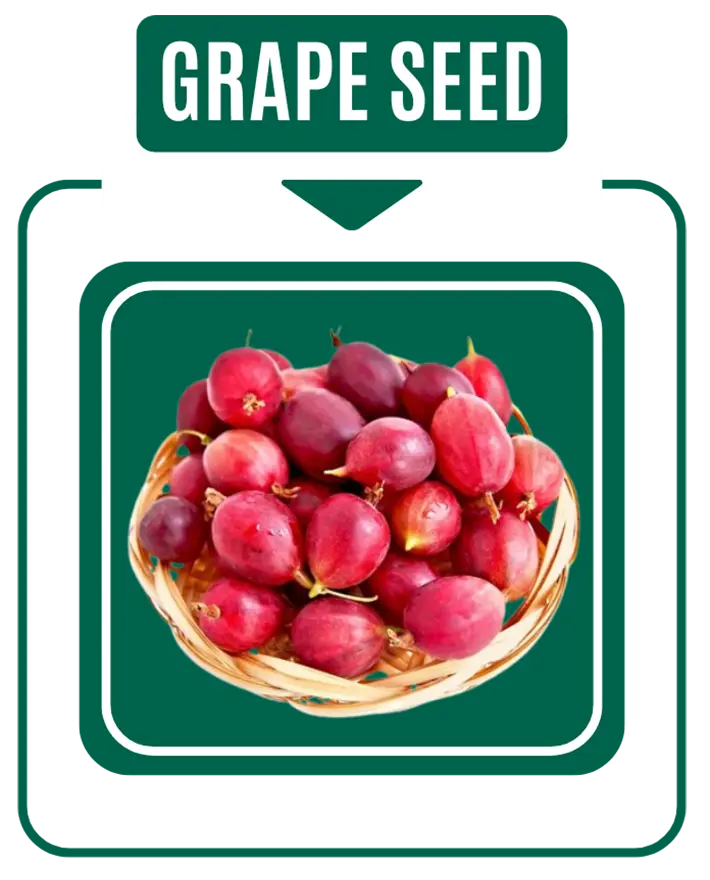 Grape Seed Extract