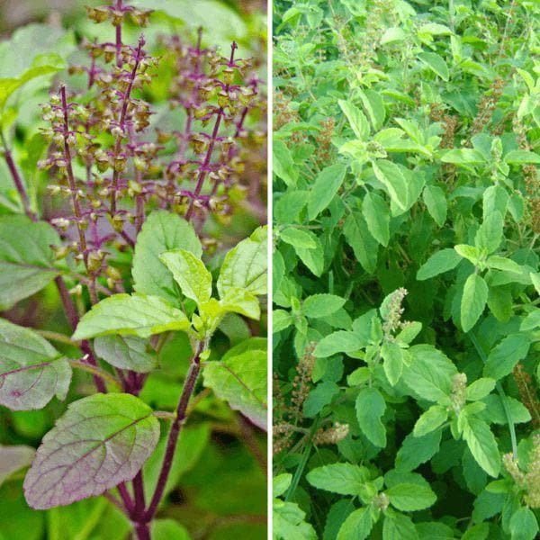 आयुर्वेदिक पंच तुलसी ड्रॉप – रोग प्रतिरोधक क्षमता बढ़ाने का प्राकृतिक तरीका