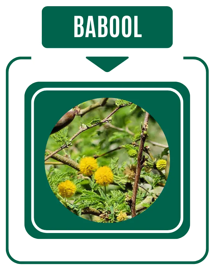 Babool Diabetic Care by Nirog Lab