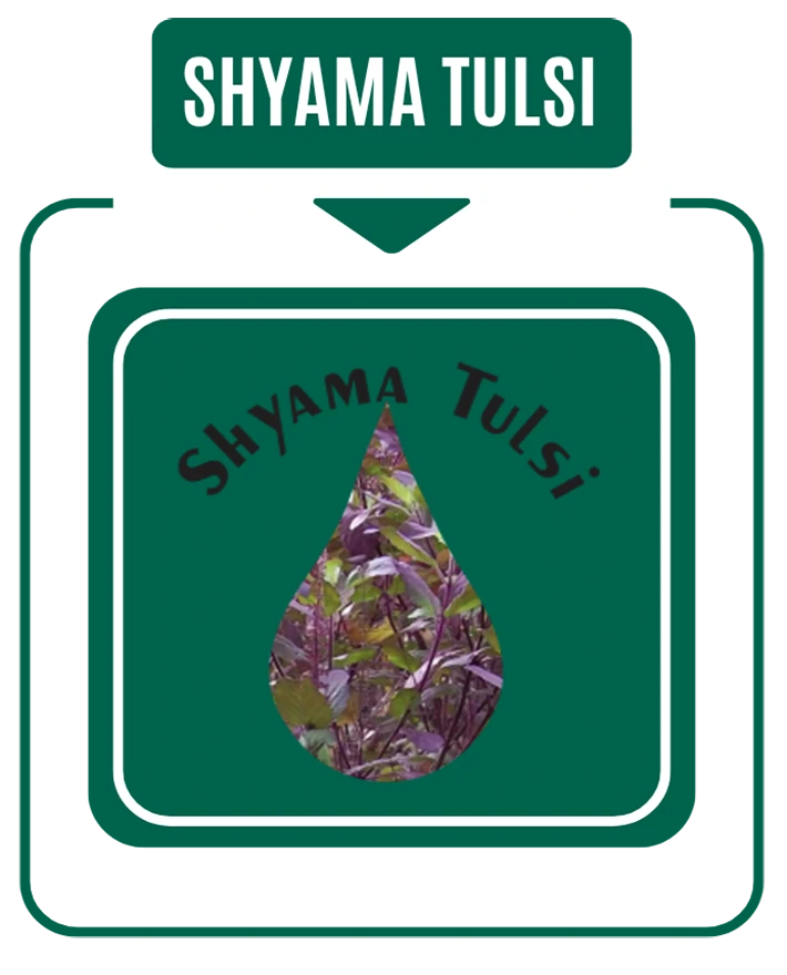 Shyam Tulsi Drop By Nirog Lab